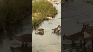 Waterbuck Jumping a River 🦌🦌🦌🦌🦌 wildlife animals nature [upl. by Herr]