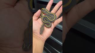 BH Leo Phantom dh hypo clown reptiles music fyp trending ballpython reptiles [upl. by Perrie844]