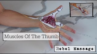 Thumb Muscle Anatomy With Movements [upl. by Ydarb]