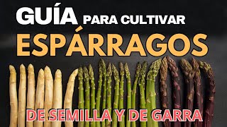 ESPARRAGOS COMO CULTIVAR DESDE SEMILLA Y DESDE GARRA [upl. by Eaver115]