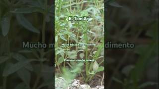 El Tomillo es un poderoso remedio natural 🌿 Tomillo plantas naturaleza short tomillo romero [upl. by Dolph]