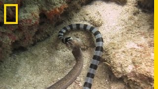 Watch Sea Snake Swallows Eel Whole  National Geographic [upl. by Vergne]