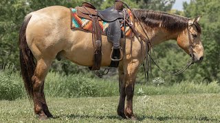 Sonic 2019 Buckskin AQHA Gelding by Haidas Lil Gun [upl. by Tfat]