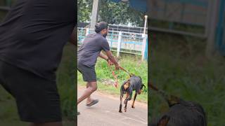 ശുഭം 😂🙏 doberman kerala dog doglover rescuedog [upl. by Assirk]