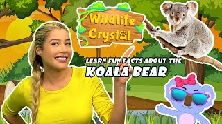 Koala Bear Facts [upl. by Mailliw]