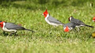 Fauna de Uruguay Cardenal de Copete Rojo [upl. by Capriola]