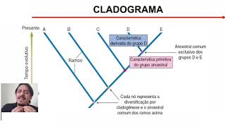 Sistemática Filogenética  Cladogramas [upl. by Aihsik]