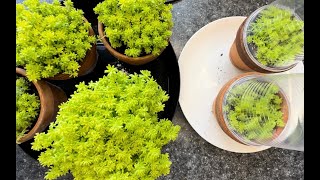 Sedum Japonicum ‘Tokyo Sun’ Propagation results and arrangement [upl. by Neel628]