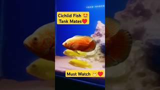 Cichlid fish tank mates 🐠😁 aquarium fishtank petsvlog petfish cichlid guppy shorts [upl. by Deckert]