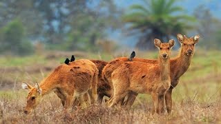 Barasingha Translocation [upl. by Jodie759]