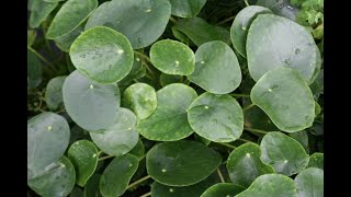 Plantas Villor Pilea Peperomioides  sus cuidados [upl. by Einohpets10]