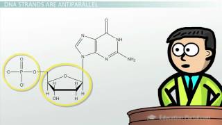 DNA  Adenine Guanine Cytosine Thymine [upl. by Venator]