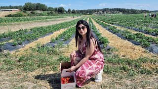 Uncover Thorslundas Best Strawberry Picking Spot [upl. by Robinson]