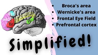 Brocas area  Wernickes area  Language  FEF  Dr Doris  Air Anatomy [upl. by Radie987]