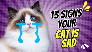 13 Signs Your Cat is SAD How to Help Your Feline Friend [upl. by Weibel345]