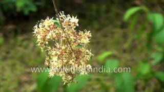 Lowsonia inermis mehendi or Henna shrub [upl. by Ailic]