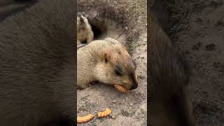 The marmots of Kailash Mountain [upl. by Aenil]