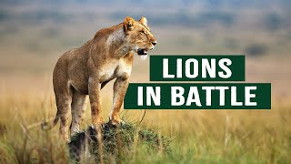 The Apex Predators Fighting To Feed Their 21 Lion Family  Pride In Battle  Full Documentary [upl. by Arvell707]