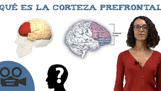 Corteza prefrontal  Funciones y teoría [upl. by Illib]