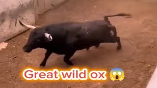 The Great Wild Cow Conspiracy 🦬😱😱 bull cow pig [upl. by Alayne510]