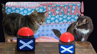 Trivia with Penny the talking cat [upl. by Ahsenor]