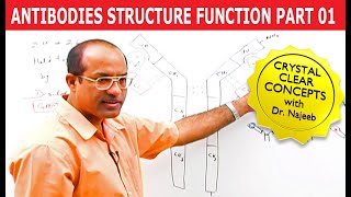 Antibodies  Immunoglobulins Structure amp Function  Part 1 [upl. by Finbur]