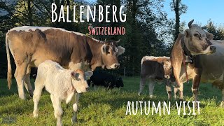 Things to do in Switzerland  Visit the OpenAir Museum Ballenberg 4K [upl. by Hosea]