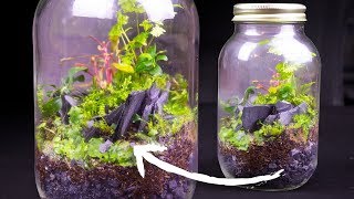 Simple amp Beautiful Terrarium Build [upl. by Milzie]