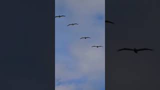 quotAerodinámic Smart Flying Free Birdsquot birds nature wildlife [upl. by Osana]