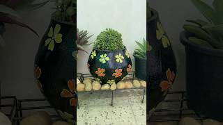 Easy Jade topiary  pareena choudhary  jade topiary shorts gardentips jadeplant jadetopiary [upl. by Ennadroj198]