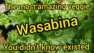 This salad green tastes like Wasabi [upl. by Stromberg500]