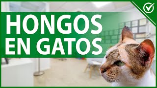 🐱 Hongos o Dermatofitosis Felina Síntomas Tratamiento y cómo Evitarlos en tu Gato 🐱🍄 [upl. by Ramat]