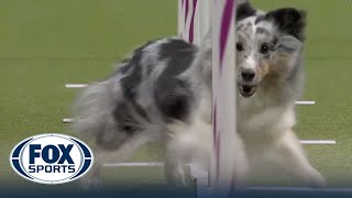 Best of 2023 Masters Agility Championships from Westminster Kennel Club  FOX Sports [upl. by Marieann]