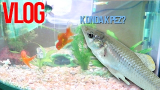 Vlog Mi acuario Uno de Mis Hobbies [upl. by Michal74]