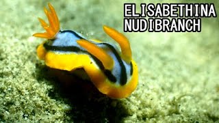 Elisabethina Nudibranch  one of awesome Nudi [upl. by Sinnal]