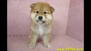 0920 赤色長毛柴犬 shiba 母幼犬1號日新犬舍 [upl. by Eatnad441]