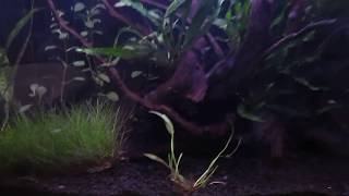 Aqua one aquanano 60 tropical aquarium planted tank tour Dainty corydoras [upl. by Halyak810]