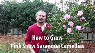 How to grow Pink Snow Sasanqua Camellia with a detailed description [upl. by Atteynad]