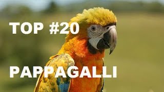 I 10 PAPPAGALLI più BELLI  Federico Orlandi [upl. by Matheny281]