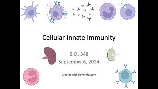 Immunology Fall 2024 Lecture 6 Cellular Innate Immunity 2 [upl. by Montagna]