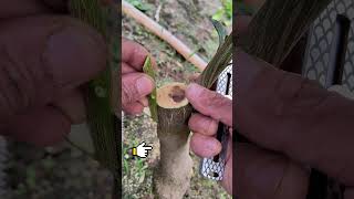 Quick Guide to Grafting grafting garden gardening graft satisfying diy plants farming [upl. by Baldwin]