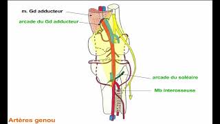 11  Vascularisation du Membre Inférieur [upl. by Seaden]