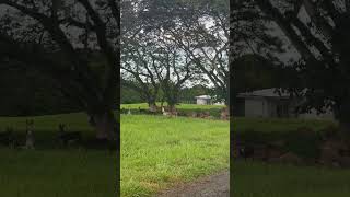 The donkeys have got all eyes on me funny funnyshorts donkey animals samoa 685 [upl. by Machos]