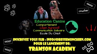 Education d’un chien Dalmatien sourd par Eric Tramson l’éducateur canin pour chien sourd en France [upl. by Huei409]