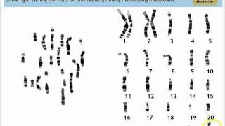 Make a Karyotype [upl. by Falda]