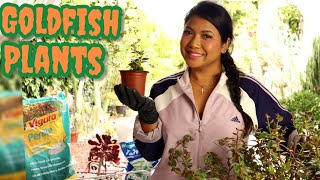 How to Propagate Goldfish Plant Tutorial [upl. by Foley569]