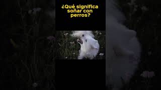 Qué significa soñar con perros el significado de los sueños en youtube shorts [upl. by Palermo]