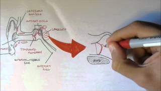 Ear Anatomy [upl. by Lau]