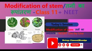 Modification of stem UNDERGROUND STEMSUBAERIAL STEM AERIAL STEM NCERT BIOLOGY CLASS 11 NEET [upl. by Yelsel449]