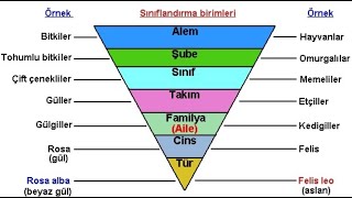 SİSTEMATİK BİRİMLER VE TÜR KAVRAMI [upl. by Airom]